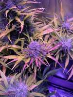 SeedStockers BCN Critical XXL Autoflower - foto de That7dsgye