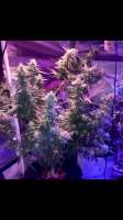 SeedStockers BCN Critical XXL Fast - foto de Jeri1083