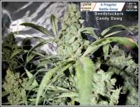 SeedStockers Candy Dawg Autoflower - foto de Frogster