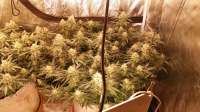 SeedStockers Maple Sherbet - foto de Dosmokethereefa