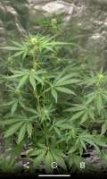 SeedStockers Sherbet Autoflower - foto de Wispa22