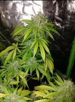 Imagen de Wispa22 [Sherbet Autoflower]