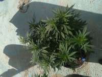 SeedStockers Sour Diesel - foto de Elloco