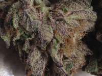 Seed Junky Genetics Animal Mints Bx1 - foto de Bpagent