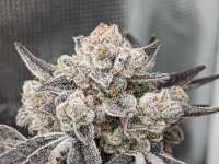 Seed Junky Genetics Cap Junky - foto de BloominBuds518