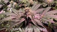 Imagen de IneffableDeath [Jungle Cake]