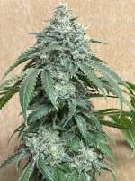 Seed Junky Genetics Kush Mints - foto de mogseeds