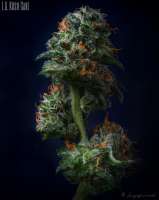 Seed Junky Genetics LA Kush Cake - foto de Ganjaficionado