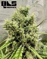 Seedsman Blueberry - foto de QuesadillaOne