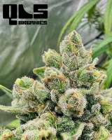 Seedsman Blueberry - foto de QuesadillaOne