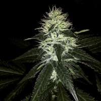 Seedsman Bruce Banger - foto de Dreadheadgrower