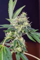 Seedsman California Orange - foto de Mortadelo