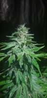 Seedsman Cheese - foto de Dread