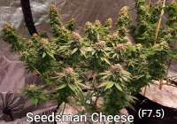 Seedsman Cheese - foto de SCheese