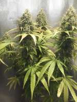 Imagen de CbdFan01 (Doctor Seedsman CBD 30 1)