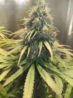 Seedsman Doctor Seedsman CBD 30:1 - foto de CbdFan01