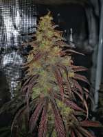 Seedsman Doctor Seedsman CBD 30:1 - foto de Dopestdopegrower