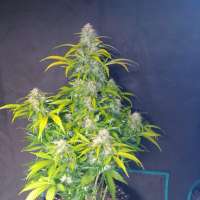 Seedsman Green Crack Auto - foto de zoobzoob23