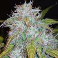 Seedsman Green Crack Auto - foto de zoobzoob23