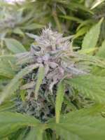 Seedsman Mama Mia - foto de admin