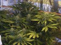 Seedsman Nemesis - foto de wisp1a