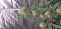 Seedsman Peyote Zkittlez - foto de Flowers4eva