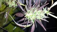 Imagen de Farmernate420 (Purple Bud)