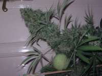 Imagen de MrGerilla (Purple Bud)