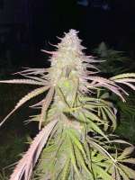 Seedsman Purple Ghost Candy - foto de DrCannablis