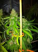 Seedsman Swazi Skunk - foto de drsizzurp69