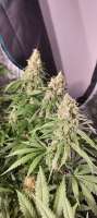 Sensi Seeds Banana Frosting - foto de papillon