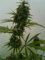 Imagen de N0b0dY (Big Bud)