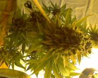 Imagen de sievers (Big Bud)