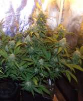 Imagen de hemp47 (Big Bud)