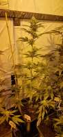 Sensi Seeds Big Bud - foto de Weed420Haze