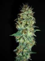 Imagen de x4opiate (Black Domina)