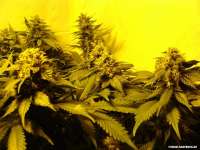 Imagen de drspike (Black Domina)