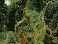 Imagen de drspike (Black Domina)