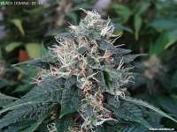 Imagen de drspike (Black Domina)