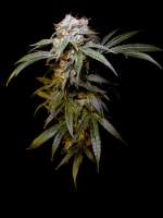 Imagen de Farma (Black Domina)