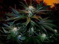 Imagen de Farma (Black Domina)