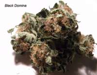 Imagen de king2 (Black Domina)