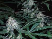 Imagen de Weedit (Black Domina)