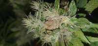 Imagen de herbiegrowsbananas (Black Domina)