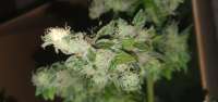 Imagen de herbiegrowsbananas (Black Domina)