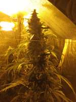 Sensi Seeds California Indica - foto de 369369