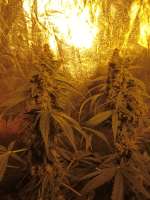 Sensi Seeds California Indica - foto de 369369