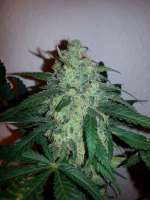 Imagen de verticaldown (Early Skunk)