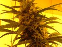 Sensi Seeds First Lady - foto de catlover