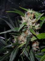 Sensi Seeds Guerrillas Gusto - foto de admin